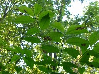cicada exoskeletons on the leaves